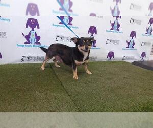 Chihuahua Dogs for adoption in Orlando, FL, USA