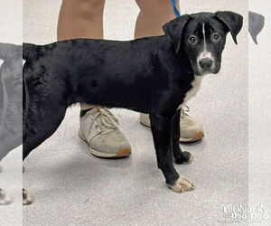 Labrador Retriever-Retriever Mix Dogs for adoption in Washington, DC, USA
