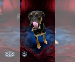 Shepradors Dogs for adoption in HESPERIA, CA, USA