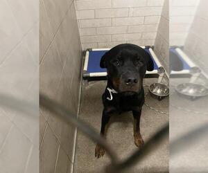 Rottweiler Dogs for adoption in Stockton, CA, USA