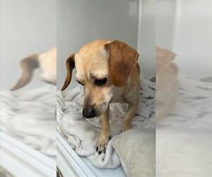 Chihuahua-Unknown Mix Dogs for adoption in Houston, TX, USA