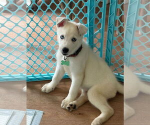 Huskies -Unknown Mix Dogs for adoption in Royal Palm Beach, FL, USA
