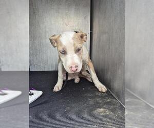 American Staffordshire Terrier-Unknown Mix Dogs for adoption in San Antonio, TX, USA