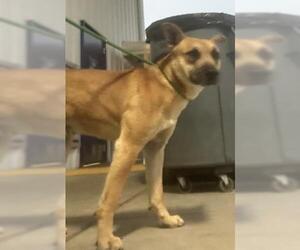 Mutt Dogs for adoption in Bakersfield, CA, USA