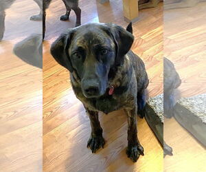 Mutt Dogs for adoption in St. Louis Park, MN, USA