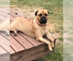 Bullmastiff Dogs for adoption in St. Louis Park, MN, USA