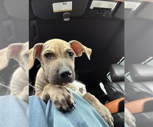 Labrador Retriever Dogs for adoption in San Antonio, TX, USA