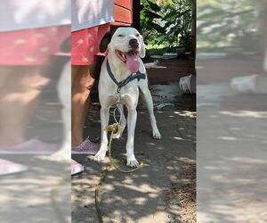 American Pit Bull Terrier-Labrador Retriever Mix Dogs for adoption in Houston, TX, USA