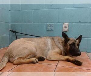 German Shepherd Dog Dogs for adoption in Downey, CA, USA
