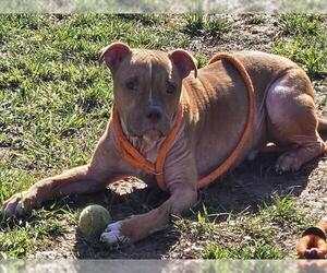 American Pit Bull Terrier Dogs for adoption in Derwood, MD, USA