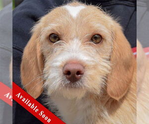 Beagle-Unknown Mix Dogs for adoption in Huntley, IL, USA