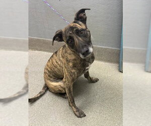 Holland Shepherd-Unknown Mix Dogs for adoption in Las Vegas, NV, USA