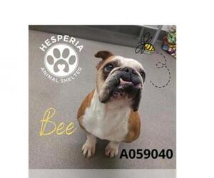 Bulldog Dogs for adoption in HESPERIA, CA, USA