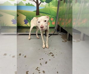 American Pit Bull Terrier Dogs for adoption in Waco, TX, USA