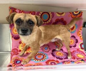 Chihuahua-Unknown Mix Dogs for adoption in HESPERIA, CA, USA