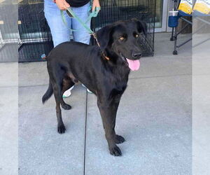 Retriever -Unknown Mix Dogs for adoption in White Bluff, TN, USA