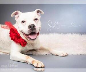 American Pit Bull Terrier-Bulldog Mix Dogs for adoption in Bladensburg, MD, USA