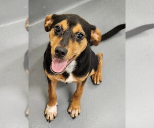 Mutt Dogs for adoption in Hilton Head, SC, USA