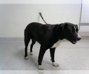 Staffordshire Bull Terrier-Unknown Mix Dogs for adoption in Pasadena, TX, USA