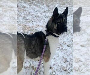 Akita Dogs for adoption in Westminster, MD, USA