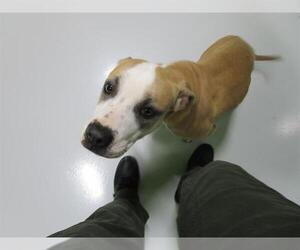 American Pit Bull Terrier Dogs for adoption in Temple, TX, USA