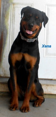 Rottweiler Dogs for adoption in Oskaloosa, IA, USA
