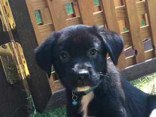 Borador Dogs for adoption in byhalia, MS, USA