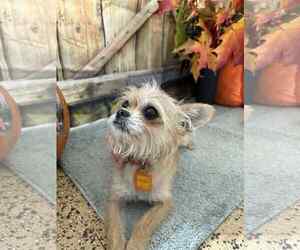 Chussel Dogs for adoption in Mukwonago, WI, USA