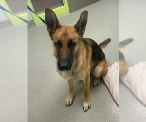 German Shepherd Dog Dogs for adoption in Rancho Cucamonga, CA, USA