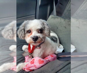 Poodle (Miniature) Dogs for adoption in Pacolet, SC, USA