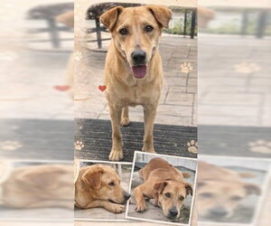 American Staffordshire Terrier Dogs for adoption in Fort Lauderdale, FL, USA