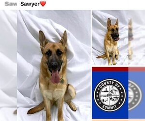 German Shepherd Dog Dogs for adoption in Akron, OH, USA