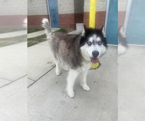 Siberian Husky Dogs for adoption in Forestville, MD, USA