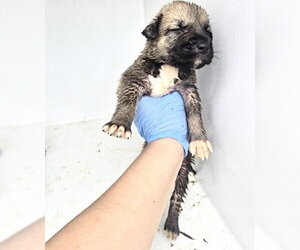 German Shepherd Dog-Unknown Mix Dogs for adoption in Houston, TX, USA