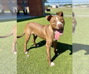 Small American Staffordshire Terrier Mix