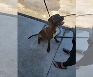 Boxador Dogs for adoption in Orangeburg, SC, USA