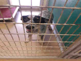Australian Cattle Dog Dogs for adoption in Texas City, TX, USA