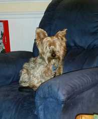 Silky Terrier Dogs for adoption in Glen Haven, WI, USA
