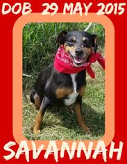Miniature Pinscher Dogs for adoption in Sebec, ME, USA