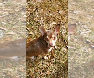Chihuahua Dogs for adoption in Newnan, GA, USA