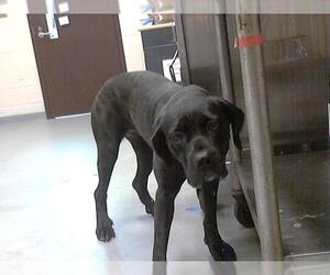 Mutt Dogs for adoption in Fayetteville, NC, USA
