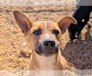 Carolina Dog-Unknown Mix Dogs for adoption in Anniston, AL, USA