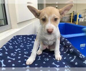 Labsky Dogs for adoption in Orange, CA, USA