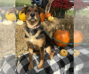 Mutt Dogs for adoption in Bridgewater, NJ, USA