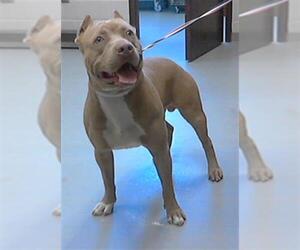 American Pit Bull Terrier Dogs for adoption in Fayetteville, NC, USA