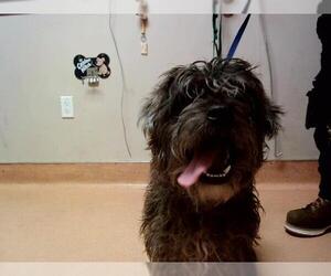 Mutt Dogs for adoption in Martinez, CA, USA