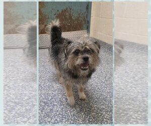 Border Terrier-Unknown Mix Dogs for adoption in Brewster, NY, USA