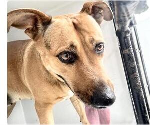 German Shepherd Dog-Unknown Mix Dogs for adoption in Houston, TX, USA