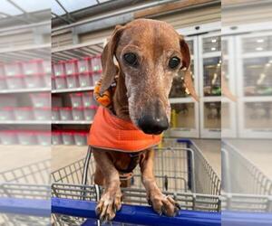 Dachshund Dogs for adoption in Germantown, OH, USA