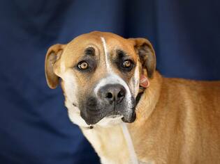 Mastiff Dogs for adoption in Pasadena, CA, USA